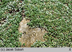 Potentilla nitida (pięciornik lśniący)