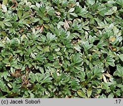 Potentilla nitida (pięciornik lśniący)