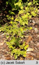 Potentilla supina