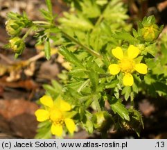 Potentilla supina