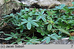 Potentilla alchemilloides (pięciornik przywrotnikowaty)