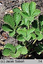 Potentilla desertorum