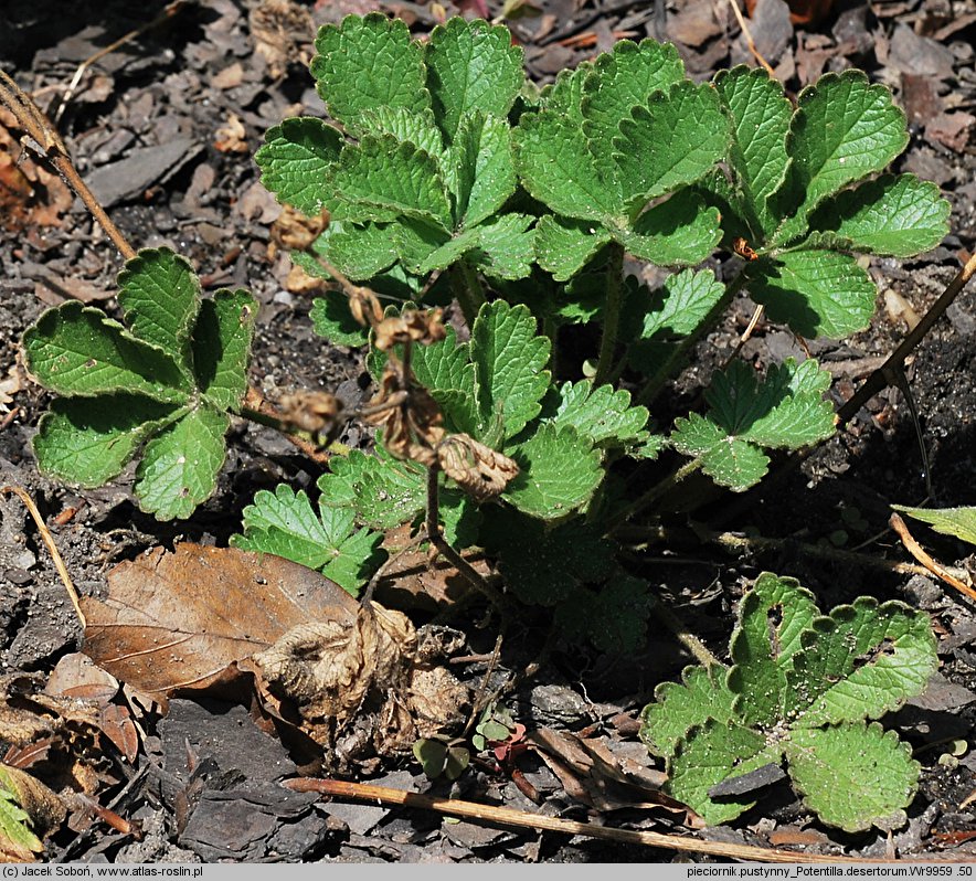 Potentilla desertorum