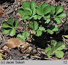 Potentilla desertorum