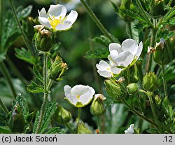 Potentilla rupestris (pięciornik skalny)