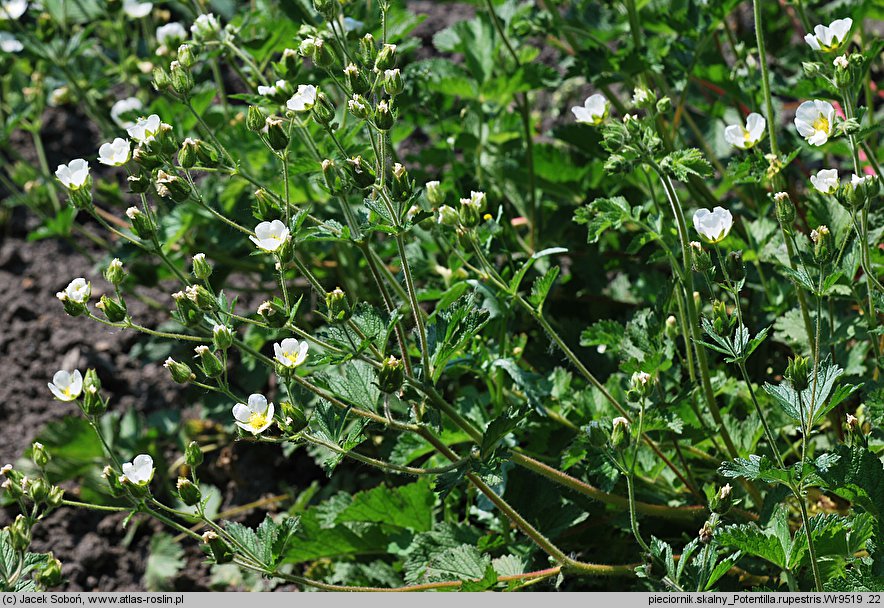 Potentilla rupestris (pięciornik skalny)