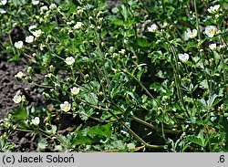 Potentilla rupestris (pięciornik skalny)