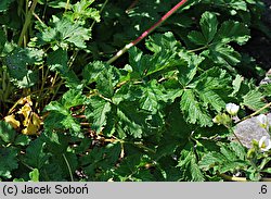 Potentilla rupestris (pięciornik skalny)