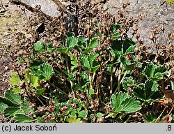 Potentilla nivea