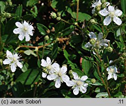 Potentilla tridentata (pięciornik trójząbkowy)