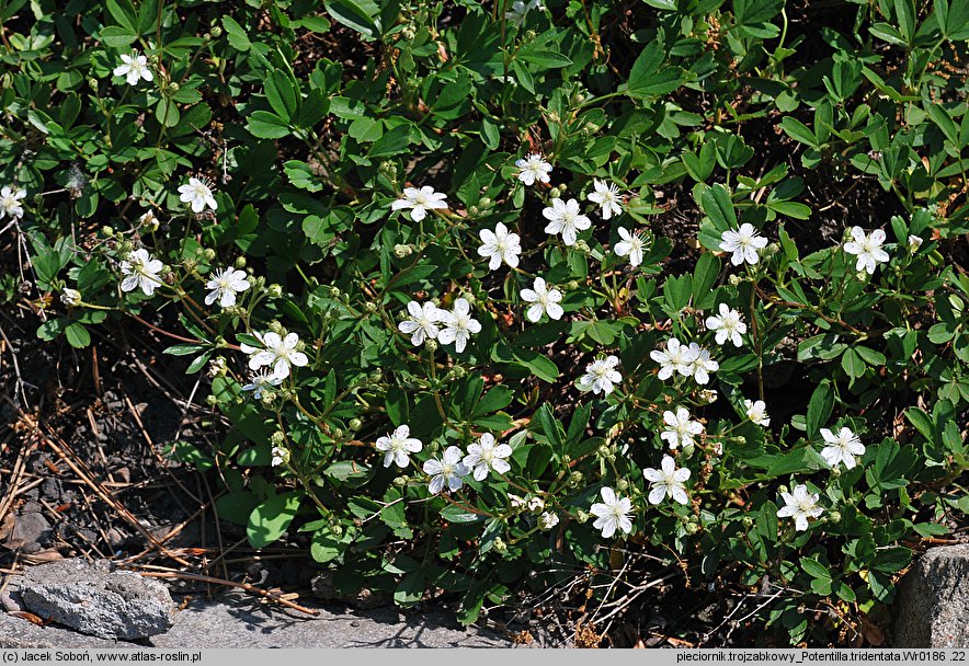 Potentilla tridentata (pięciornik trójząbkowy)