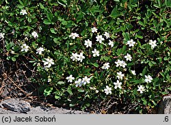 Potentilla tridentata (pięciornik trójząbkowy)