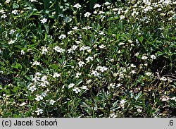 Potentilla tridentata (pięciornik trójząbkowy)