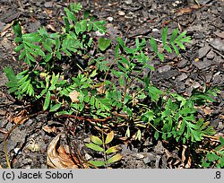 Potentilla bifurca (pięciornik dwuzębny)