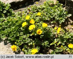 Potentilla neumanniana