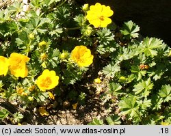 Potentilla neumanniana