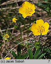 Potentilla aurea (pięciornik złoty)