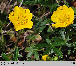 Potentilla aurea (pięciornik złoty)