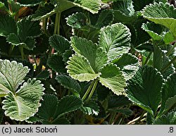 Potentilla argyrophylla