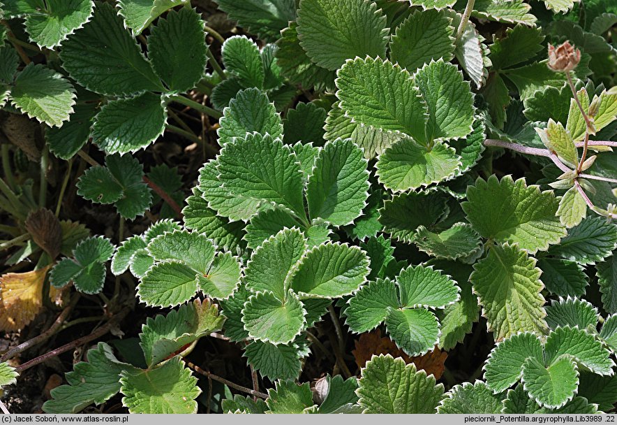 Potentilla argyrophylla