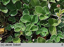 Potentilla argyrophylla