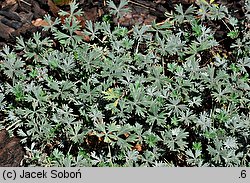 Potentilla calabra