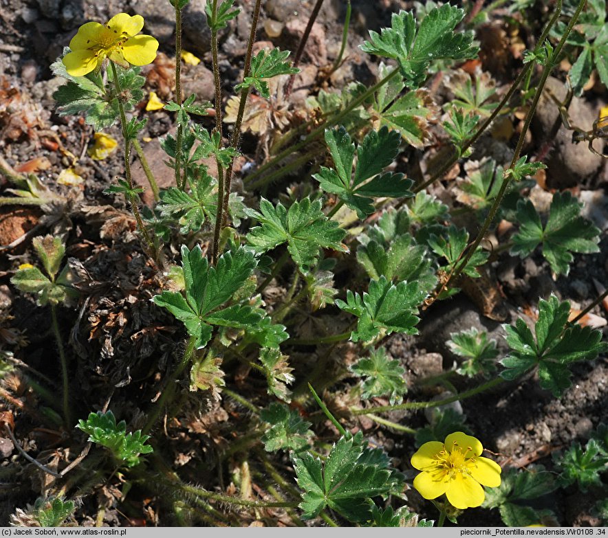 Potentilla nevadensis