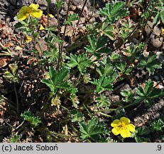 Potentilla nevadensis