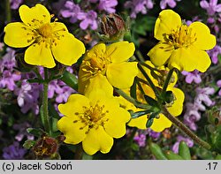 Potentilla nevadensis