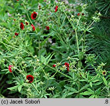 Potentilla thurberi (pięciornik Thurbera)