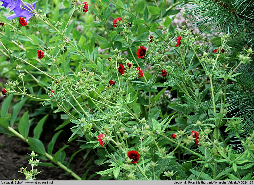 Potentilla thurberi (pięciornik Thurbera)