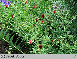 Potentilla thurberi (pięciornik Thurbera)