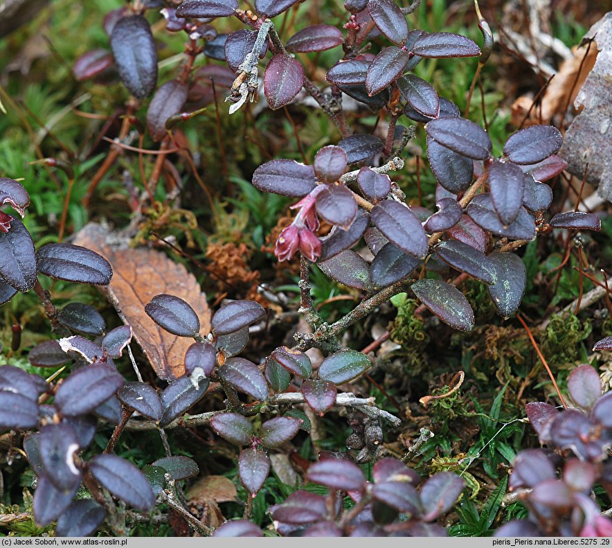 Pieris nana (pieris karłowaty)