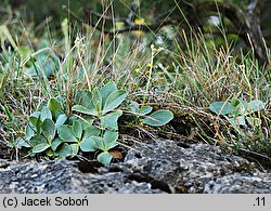 Primula auricula (pierwiosnek łyszczak)