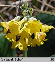 Primula auricula (pierwiosnek łyszczak)