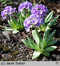 Primula denticulata (pierwiosnek ząbkowany)