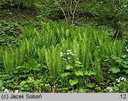 Matteuccia struthiopteris (pióropusznik strusi)