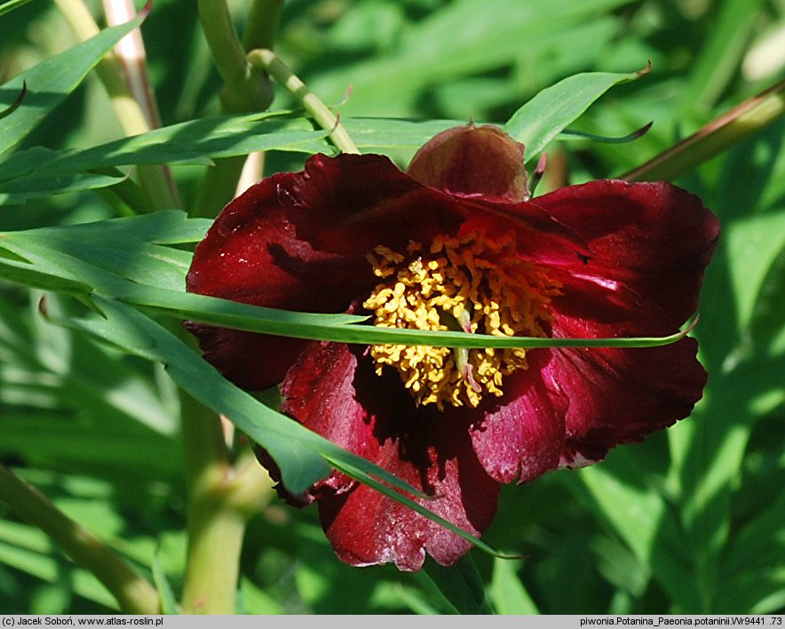 Paeonia delavayi var. angustiloba