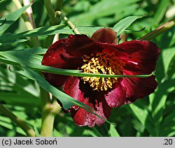 Paeonia delavayi var. angustiloba