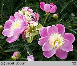 Paeonia lactiflora Władysława