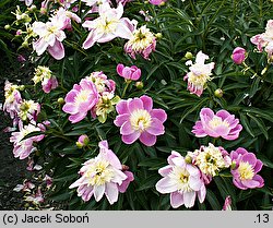 Paeonia lactiflora Władysława