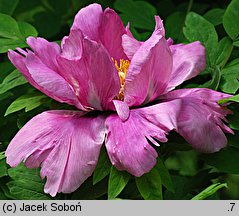 Paeonia suffruticosa (piwonia krzewiasta)