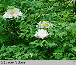 Paeonia ×suffruticosa (piwonia krzewiasta)