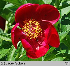 Paeonia peregrina (piwonia obca)