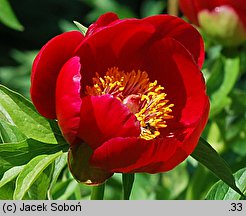 Paeonia peregrina (piwonia obca)