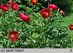 Paeonia peregrina (piwonia obca)