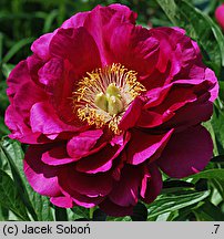 Paeonia lactiflora Ann Zahller