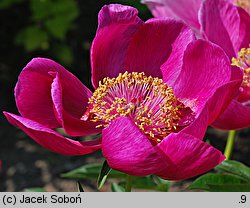 Paeonia lactiflora Hohloma