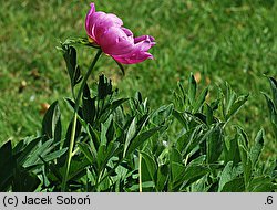 Paeonia veitchii (piwonia Veitcha)