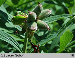 Paeonia obovata